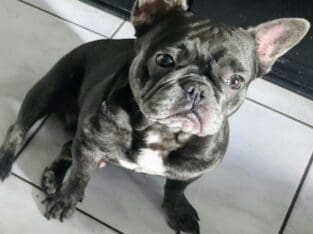 French bulldog needs forever loving home