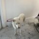 Husky needing new Home.