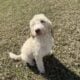 Male Goldendoodle