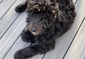 F2b goldendoodle