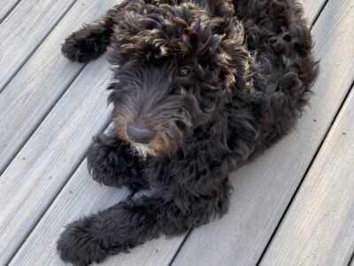 F2b goldendoodle