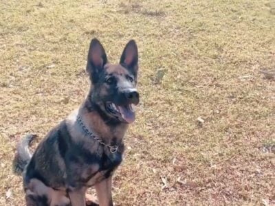 Czech Shepherd AKC registered