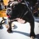 American Bully