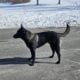 Kaido – 9 month old Belgian Malinois