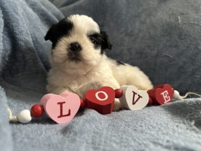 CKC Registered Shih Tzu Puppy