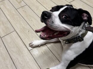 2.5 year old Pitbull- well trained
