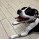 2.5 year old Pitbull- well trained