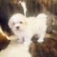 Maltipoo puppy