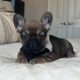 AKC frenchie male- Bear