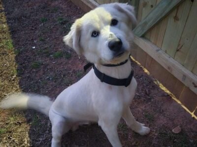 Needing a forever home