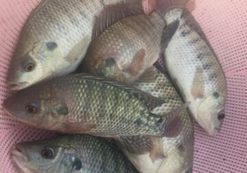 Tilapia (Blue) Breeding Colony