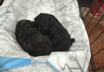 CKC toy poodle babies