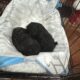 CKC toy poodle babies