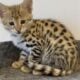 F1 Savannah Kittens for sale March 29th 2025