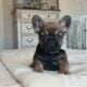 AKC frenchie male- Bear