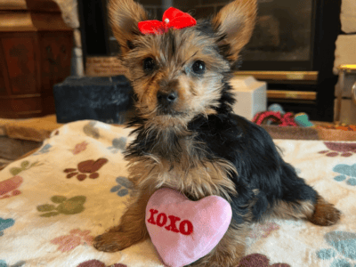 Yorkshire Terrier