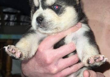 Wolf puppies