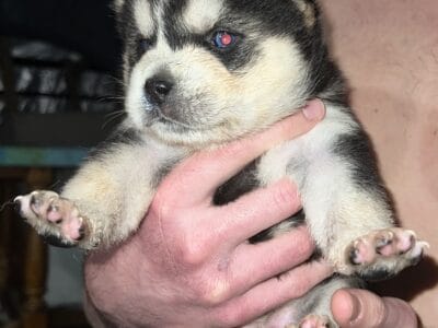 Wolf puppies