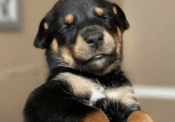 Beautiful puppies !