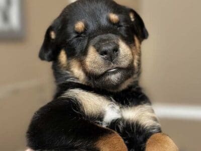 Beautiful puppies !