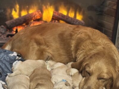 Golden Retriever puppies