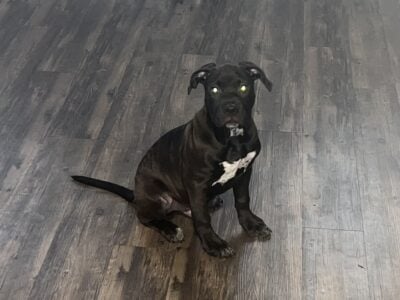 Cane Corso