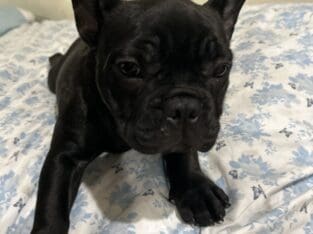 Baby frenchies full breed