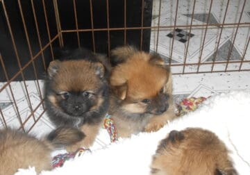 Chicago Toy Pomeranian Babies. Prespoiled!!!