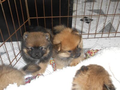 Chicago Toy Pomeranian Babies. Prespoiled!!!
