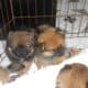 Chicago Toy Pomeranian Babies. Prespoiled!!!