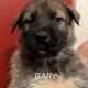 SpongeBob Squarepants Litter ONLY GARY LEFT!