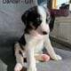 Red Heeler – Mini Aussie puppies