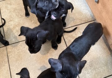 Cane Corso
