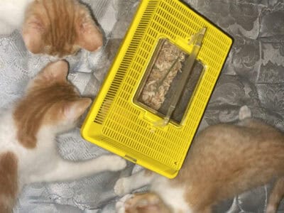Selling Moe, Larry and Curly