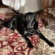 Black lab female pup