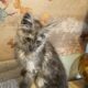 Black Smoke Female Maine Coon Morgana.