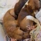Bountiful Beagles