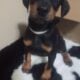 Doberman puppies