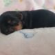 Yorkie~Chihuahua Chorkie Puppies
