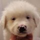 AKC Registry of “purebred” Australian Shepherds