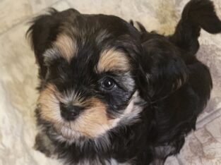 Beautiful Havanese Puppy available