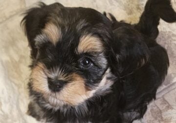 Beautiful Havanese Puppy available