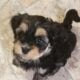Beautiful Havanese Puppy available