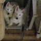 Husky puppy
