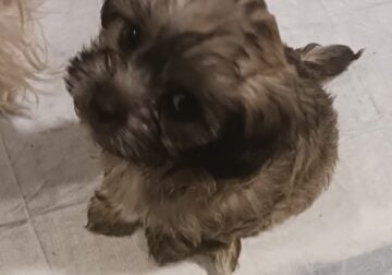 boy Yorkie