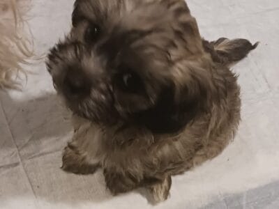 boy Yorkie