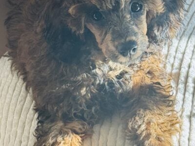 AKC FEMALE TOY POODLE