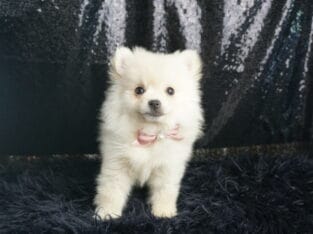 Vivien UABR Pomeranian