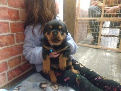 AKC ROTTWEILER FOR SALE