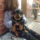 AKC ROTTWEILER FOR SALE